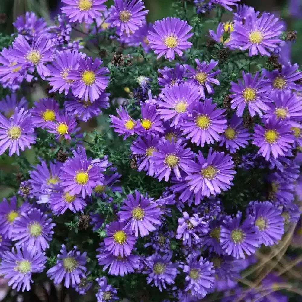 Aster-dumosus-Island-Samoa-P9-matura-2_www.butasideromania-1.webp