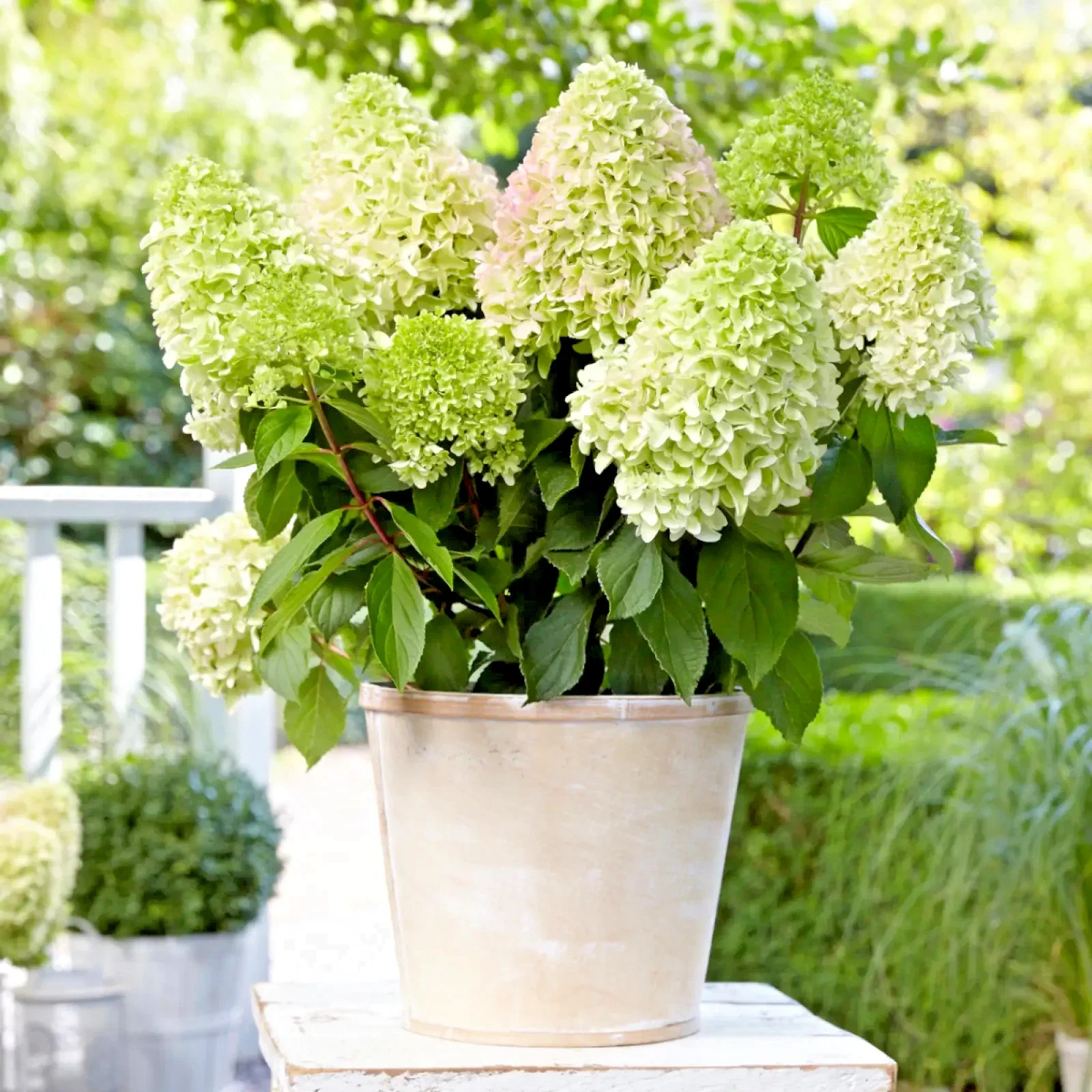 Hydrangea Paniculata Little Fresco - 3Ltr Pot