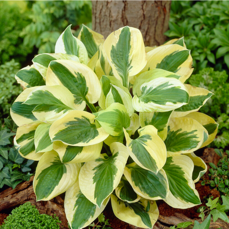 cropped_image_2.webp
