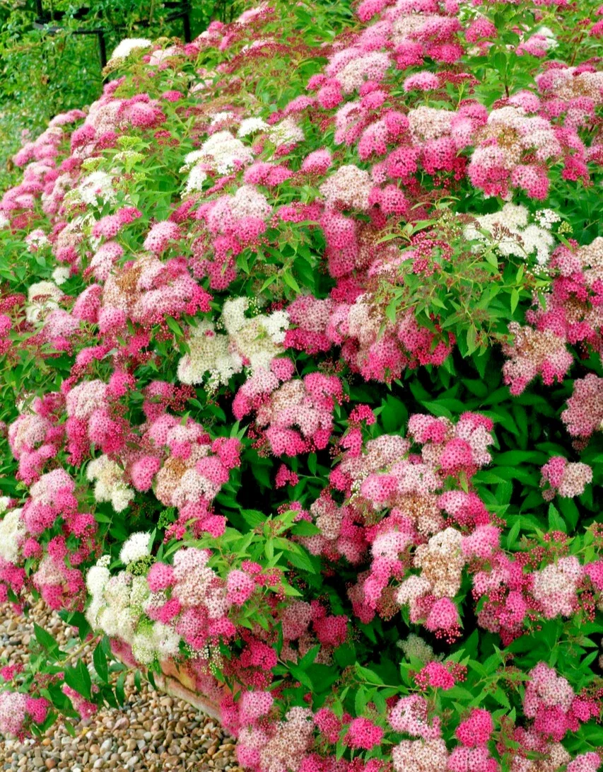 Spiraea Japonica Shirobana - 3Ltr Large Pot