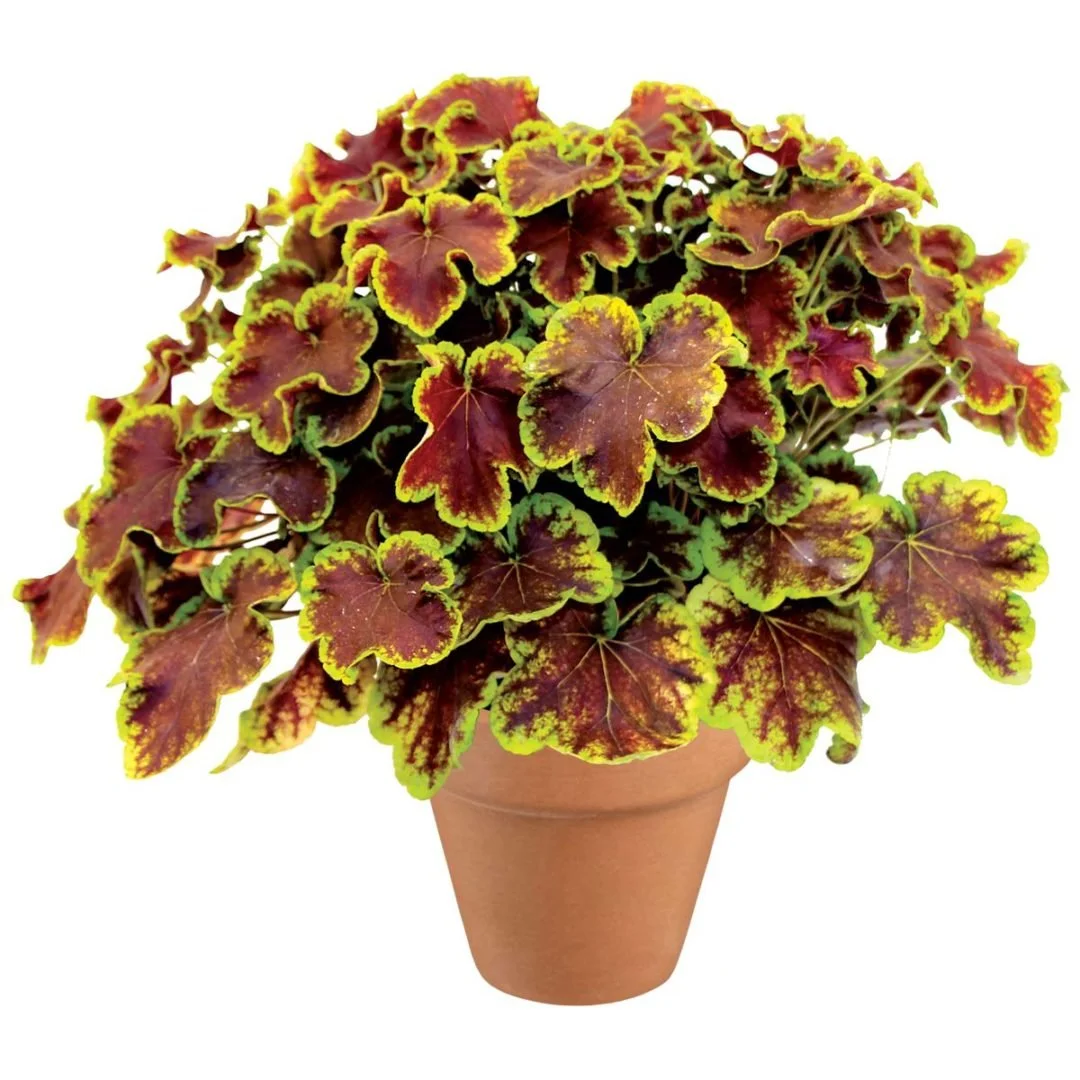 Heucherella-Solar-Eclipse-6-1080x1080.jpg
