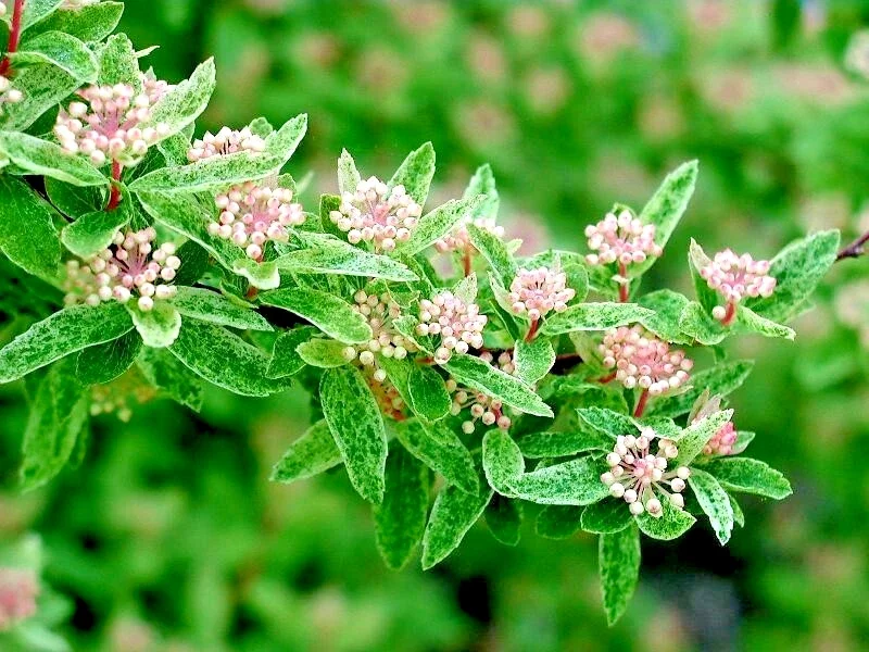 Spiraea Vanhouttei Pink Ice - 3Ltr Pot