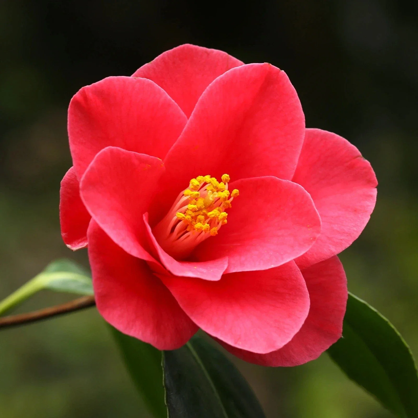 Camellia Japonica DR KING 3Ltr Pot