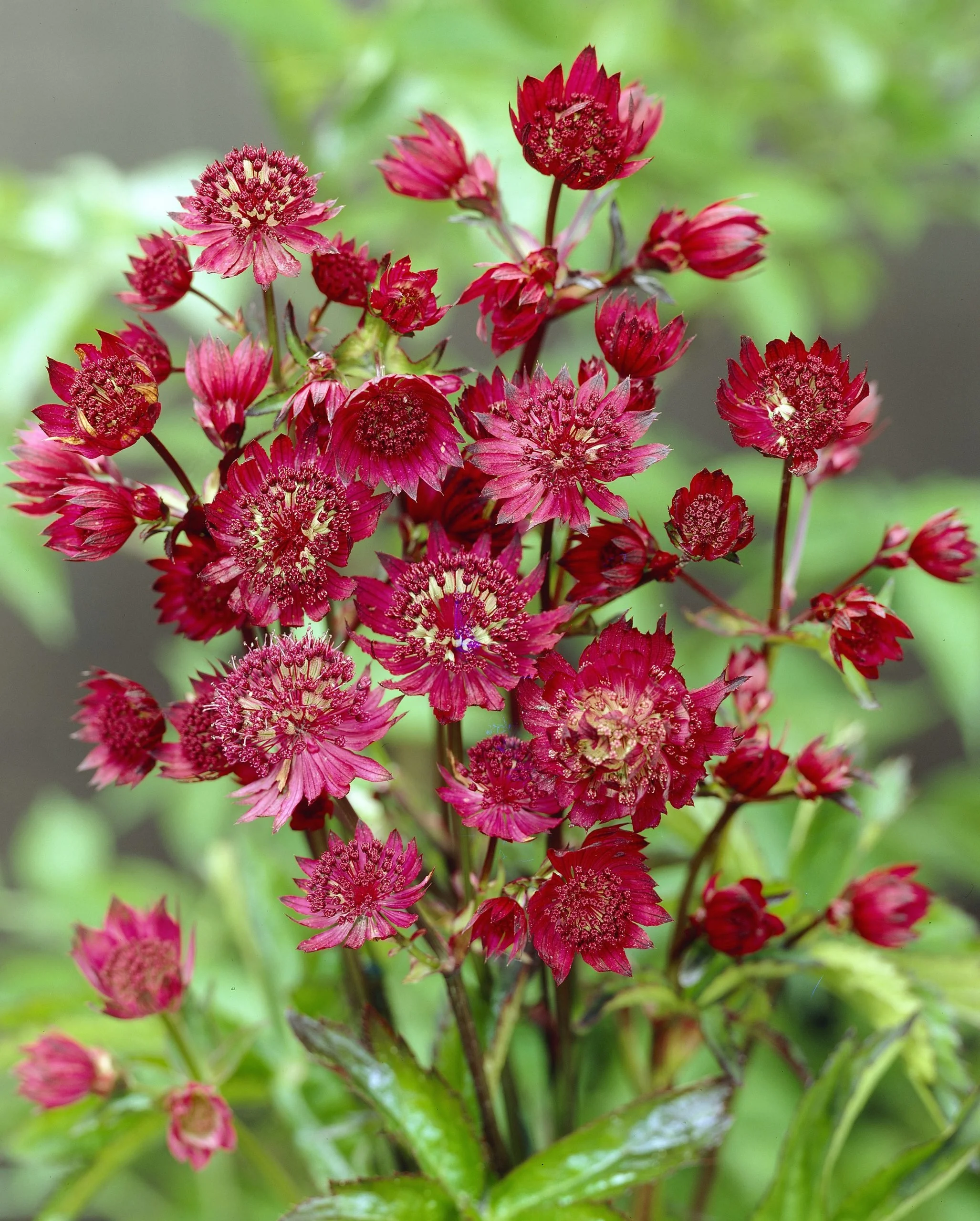 Astrantia-Ruby-tvrtkohr.jpg