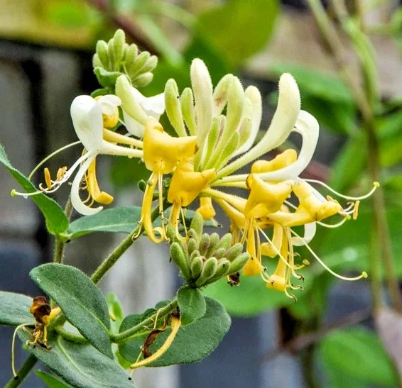 Lonicera Hall's Prolific Japanese Honeysuckle - 3Ltr Pot