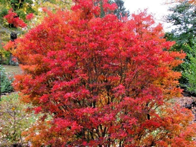 Enkianthus Campanulatus Redvein Tree Red Bell - 3Ltr Pot