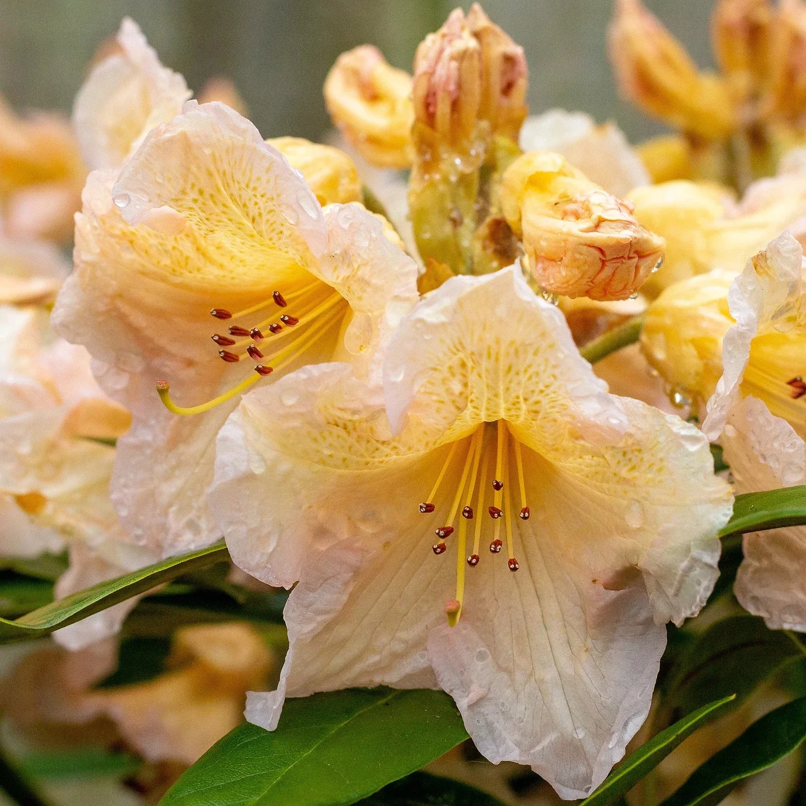 Rhododendron Tortoiseshell Yellow - 4Ltr Pot