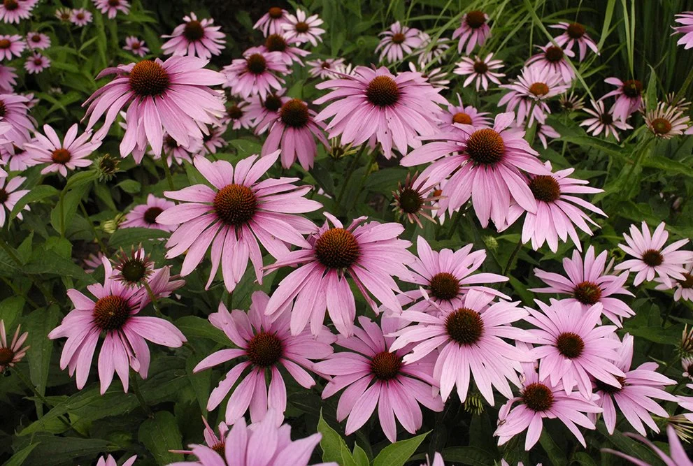 Echinacea_Magnus_ECHMAG_BHC_1_B.jpg