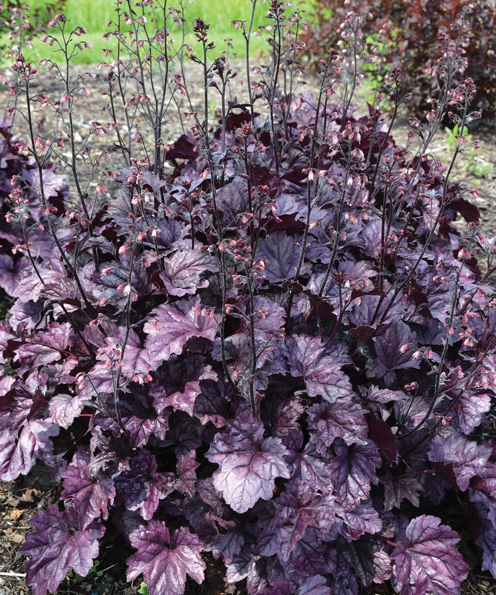FG216HA-Heuchera-Wildberry-1JB_crtsyRichardHawke.jpg