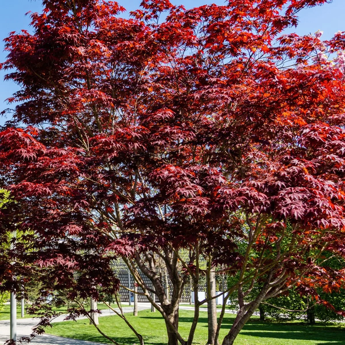 0004527_emperor-one-japanese-maple.jpeg