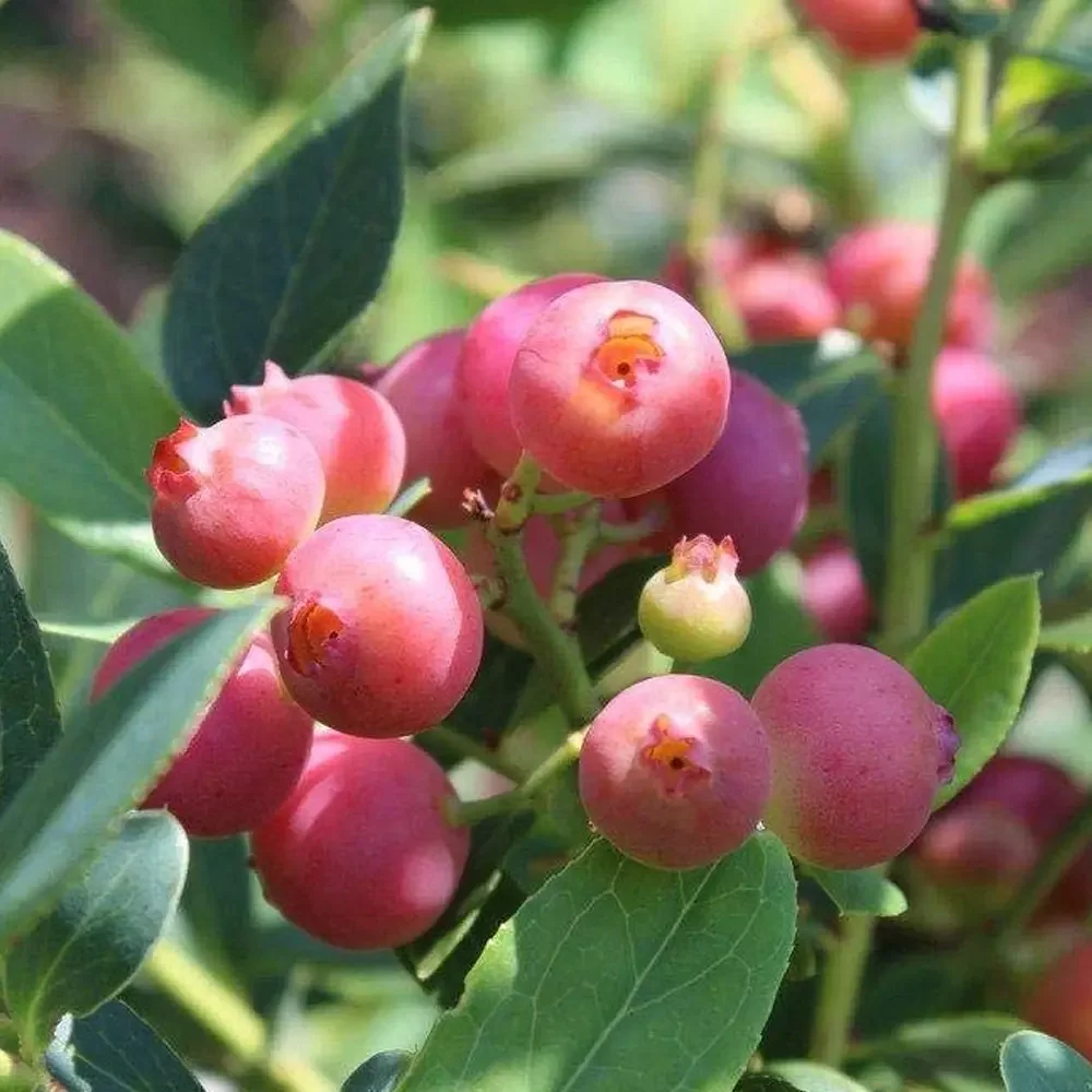 Blueberry Pink Lemonade - Vaccinium - 3Ltr Pot