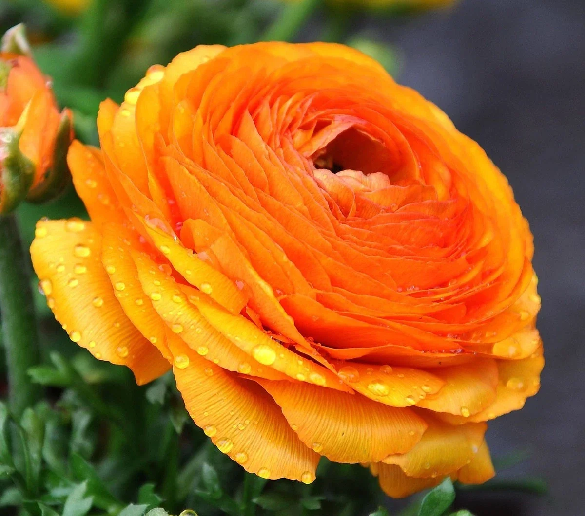 Peony Ranunculus Orange - 3Ltr Pot