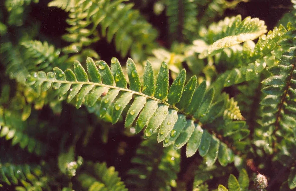 Polysticum_munitum_leaf__70524.jpg
