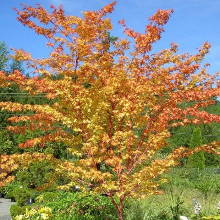 acer-palmatum-sango-kaku-10.jpg