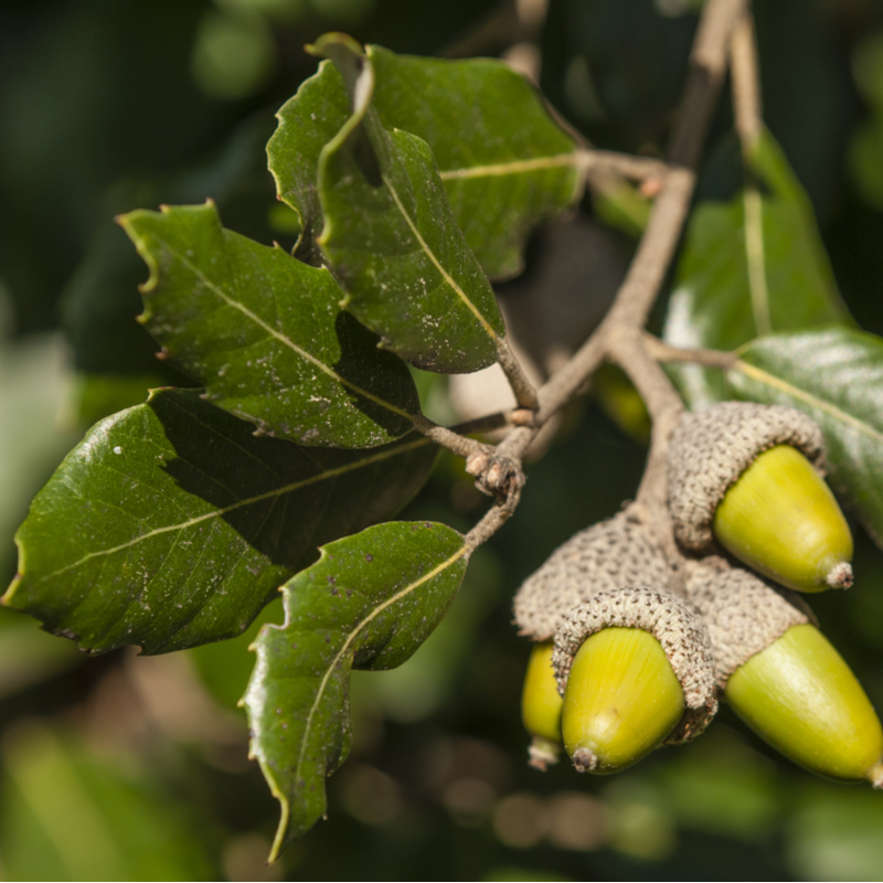 quercus-ilex-800x800-62616b9016aa1_l.png
