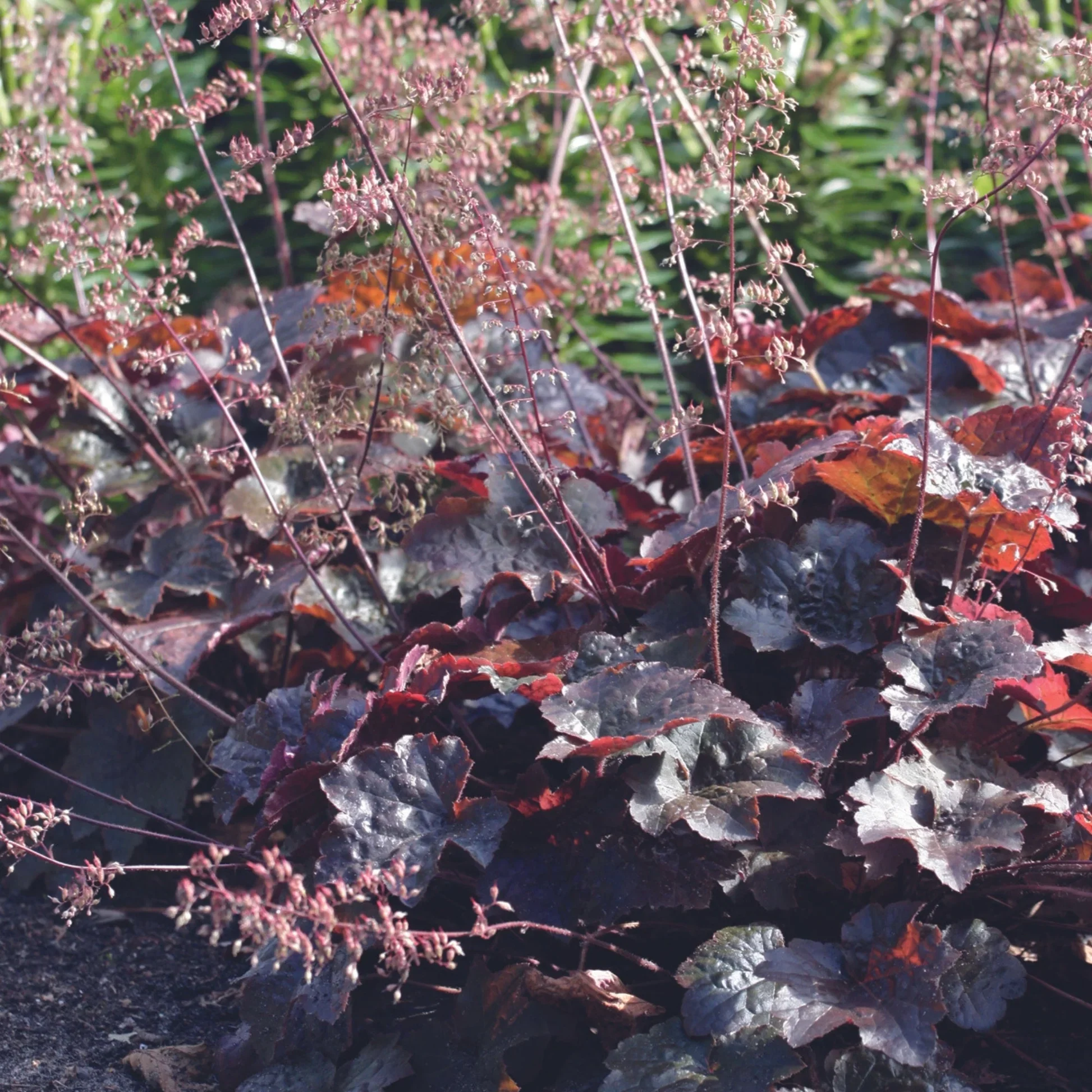 Heuchera-micrantha-Palace-Purple_2_d97075cf-8dd2-47a2-a211-6ffcd09276eb.webp