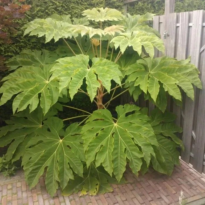 Tetrapanax Papyrifer Rex Rice Paper Plant - 3Ltr Pot