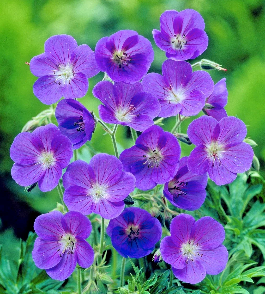Geranium Johnson Blue Cranesbill 3Ltr Pot