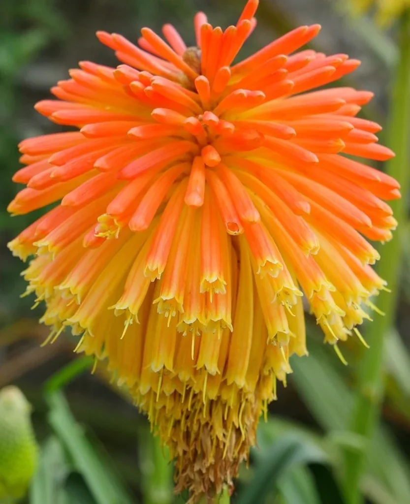 Kniphofia_rooperi_5_nbrcg_1024x1024.webp