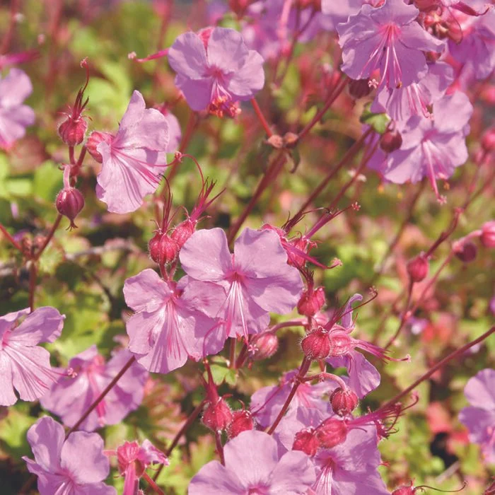 geranium_karmina_schram_plants_3nd-700x700.jpg