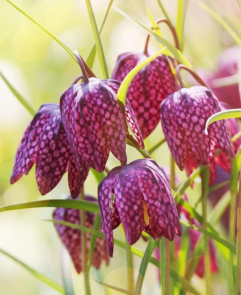 Snakes Head Fritillary 10x Bulbs