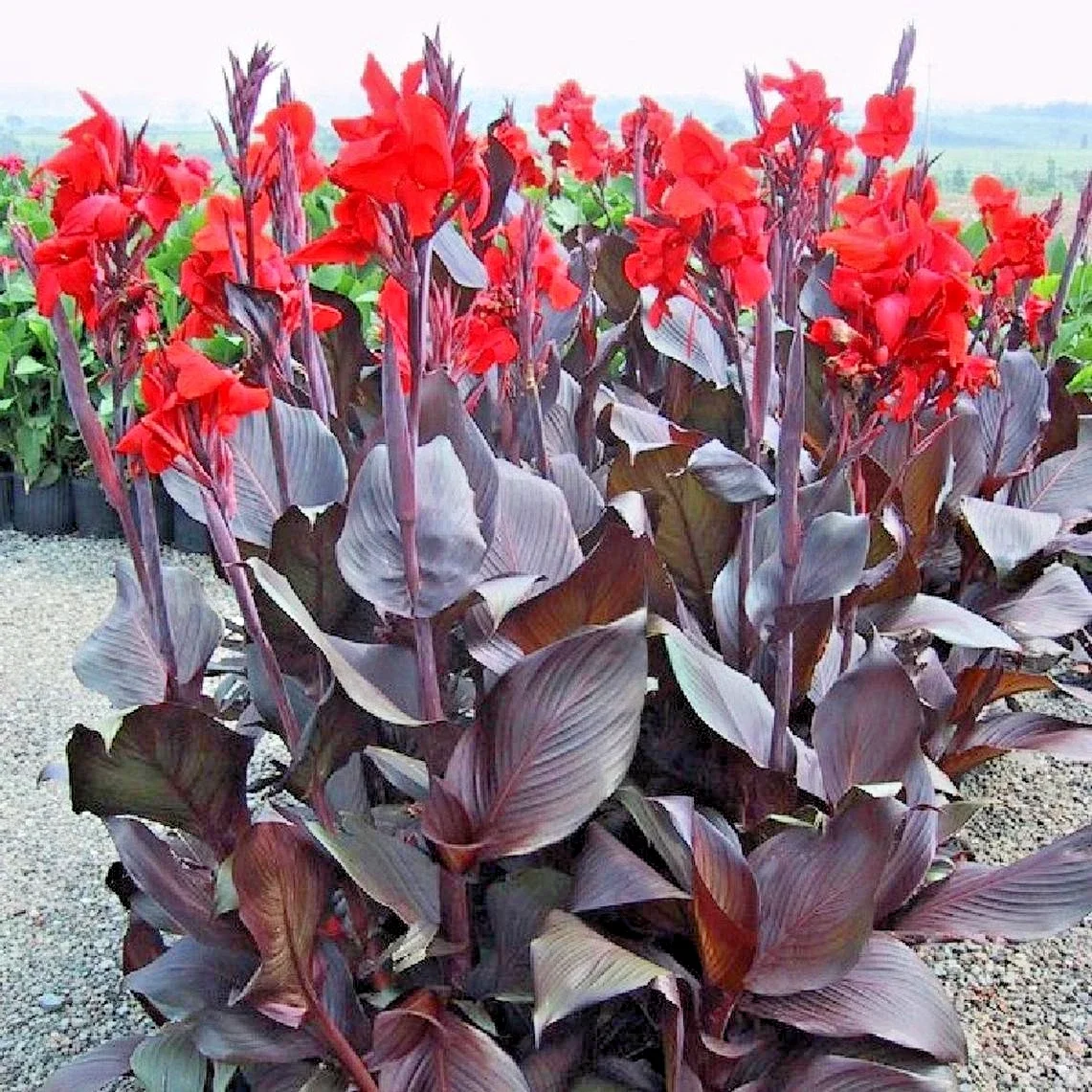 Canna Lily Big Red - 3Ltr Pot