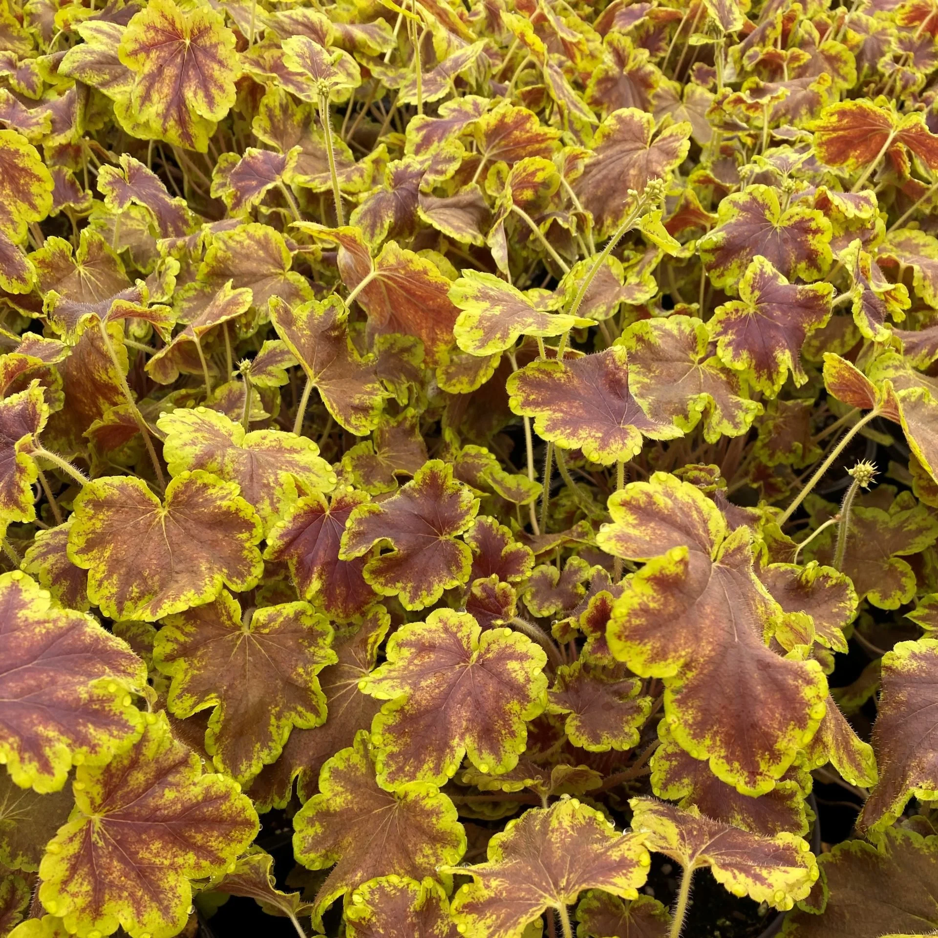 heucherella-solar-eclipse-2.jpg