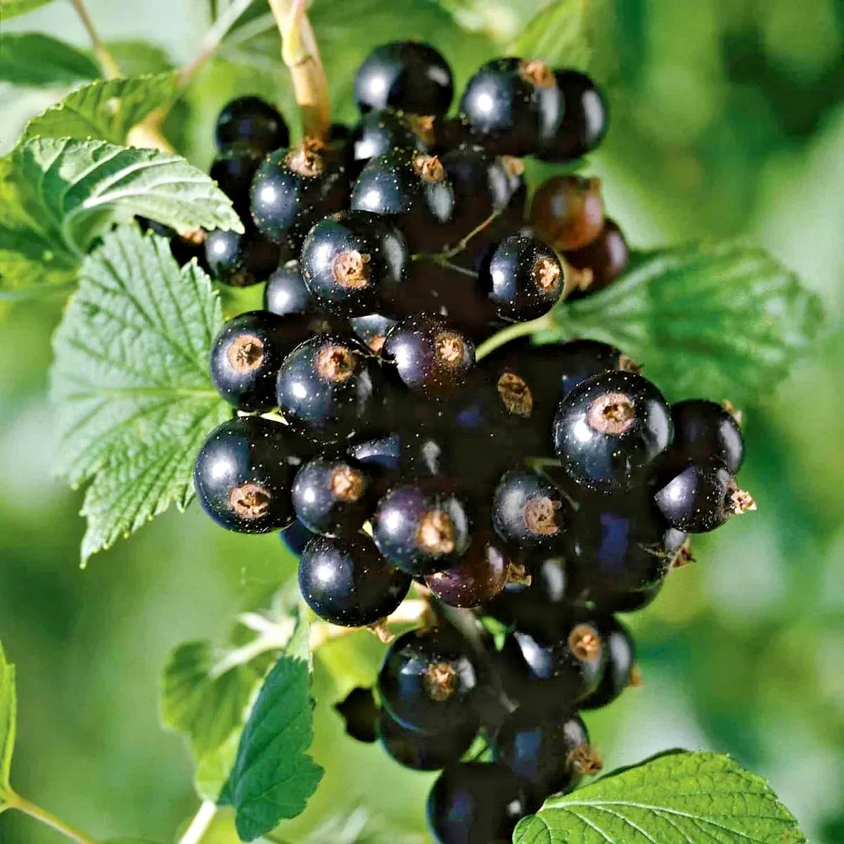 Blackcurrant Ribes Nigrum Titania - 3Ltr Pot
