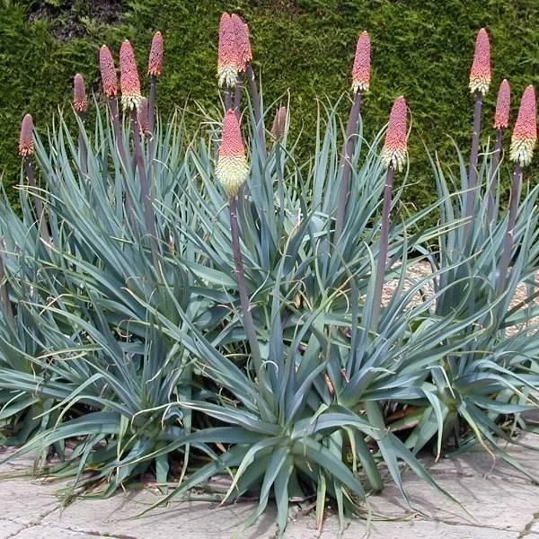 Kniphofia-caulescens-05-e1568515533354.jpg