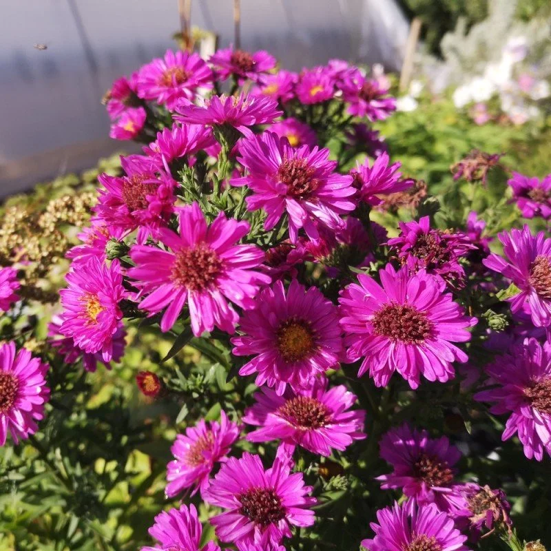 aster-dumosus-starlight-pudeasters.jpg