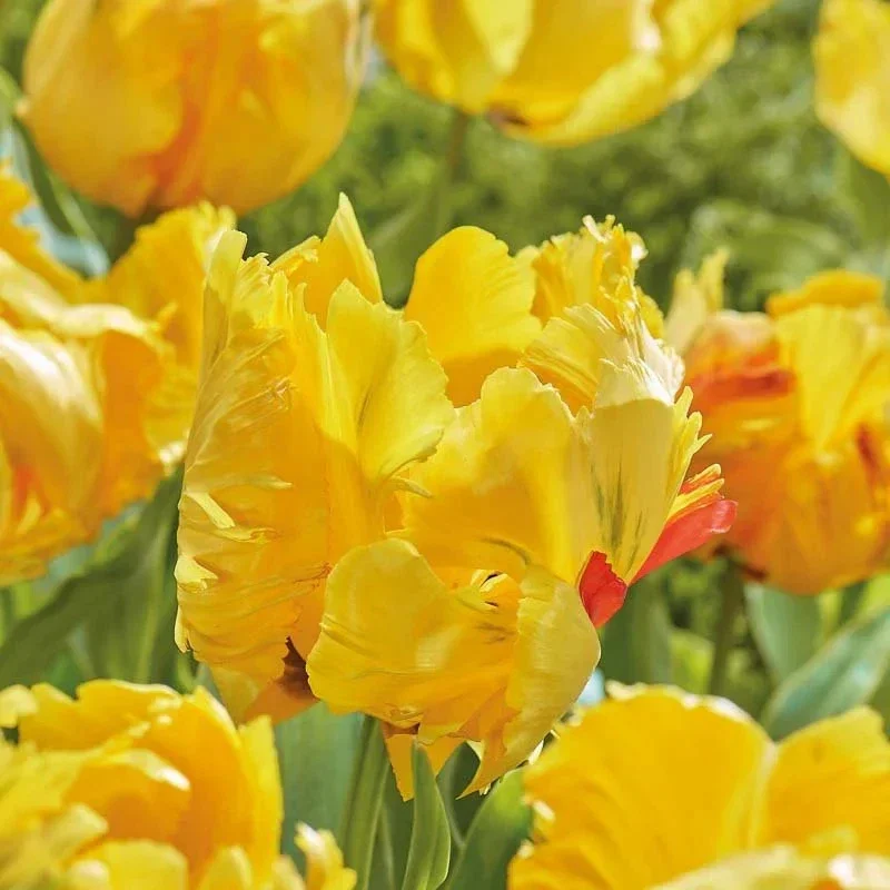 Tulip Eagle Wings - 2Ltr Pot
