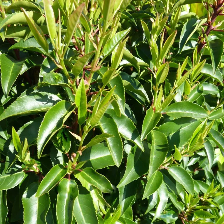 portugese-laurel-hedge-02-768x768.jpg