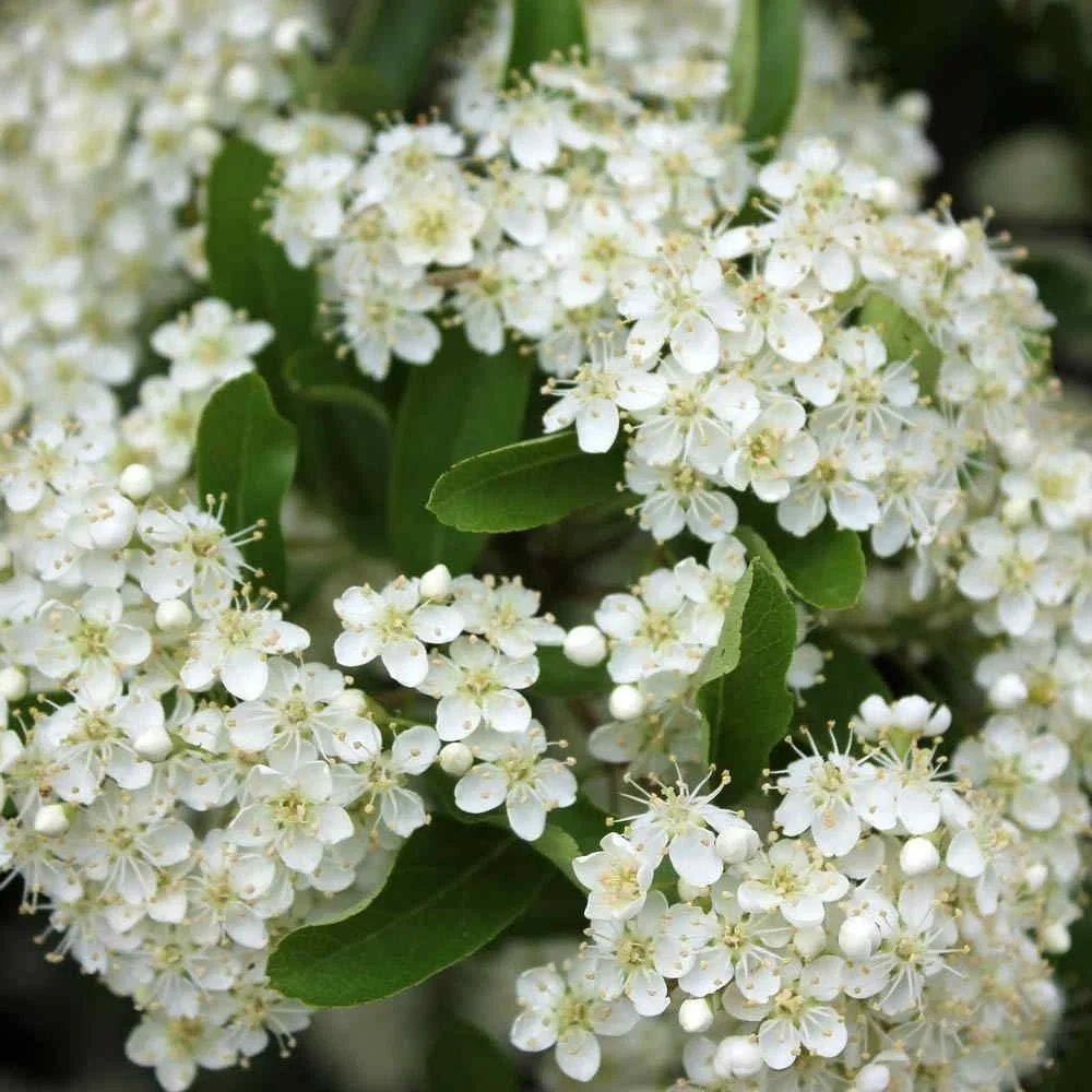 _p_y_pyracantha_red_3_.jpg