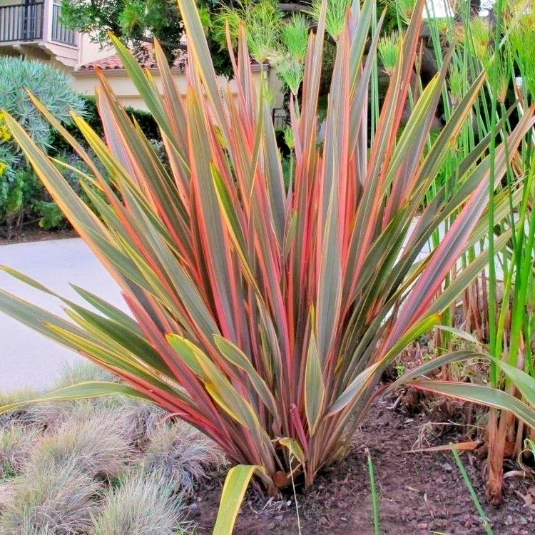 Phormium Sundowner New Zealand Flax - 3Ltr Pot