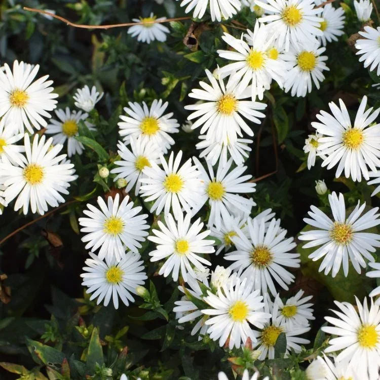 dwergaster-aster-dumosus-schneekissen.webp