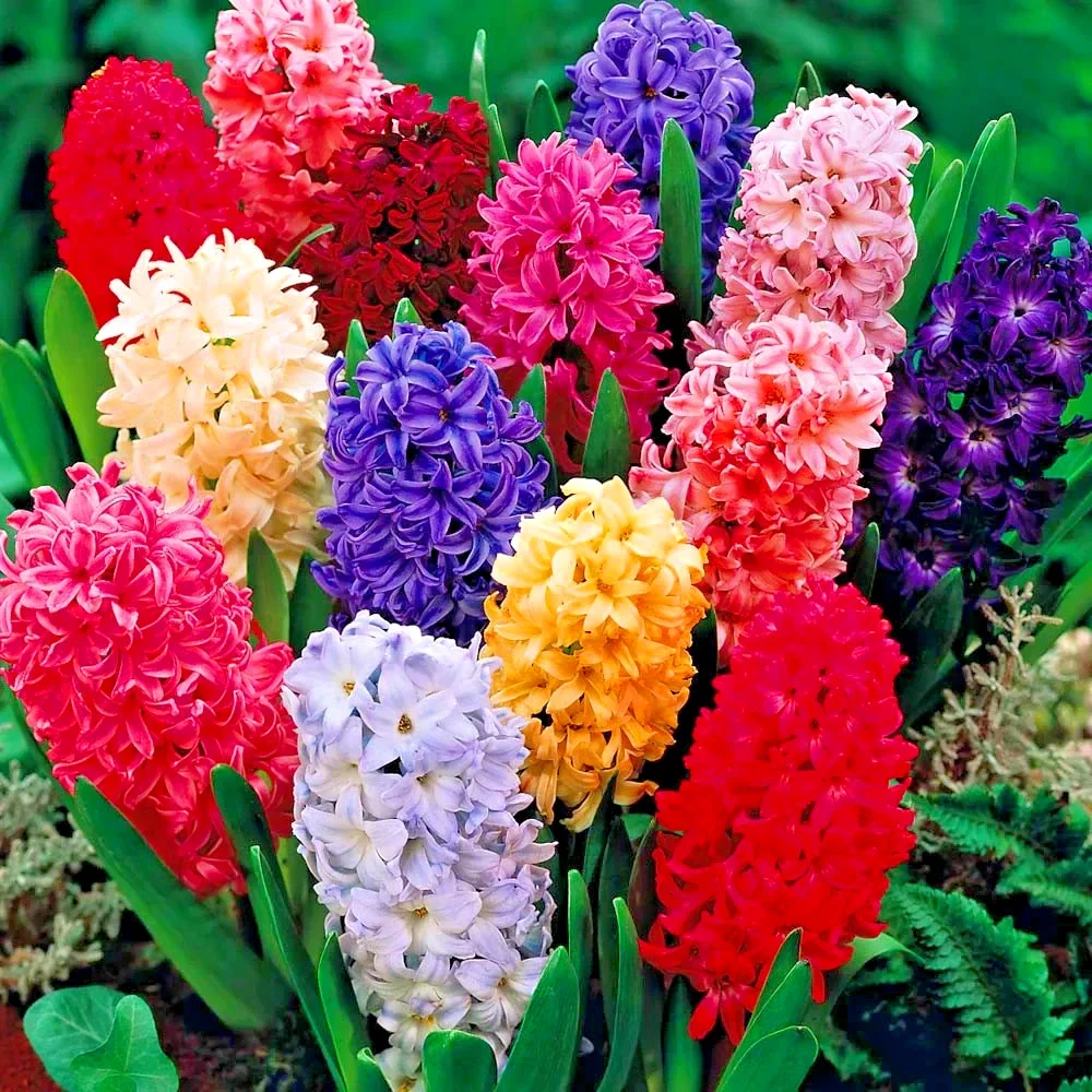 Hyacinth Garden Mix 10x Deluxe Bulbs