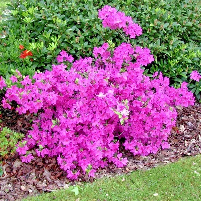 Azalea Japonica Violetta - 2Ltr Pot