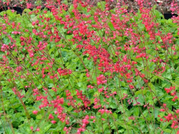 purpurblatt-leuchtkaefer_600x600.jpg