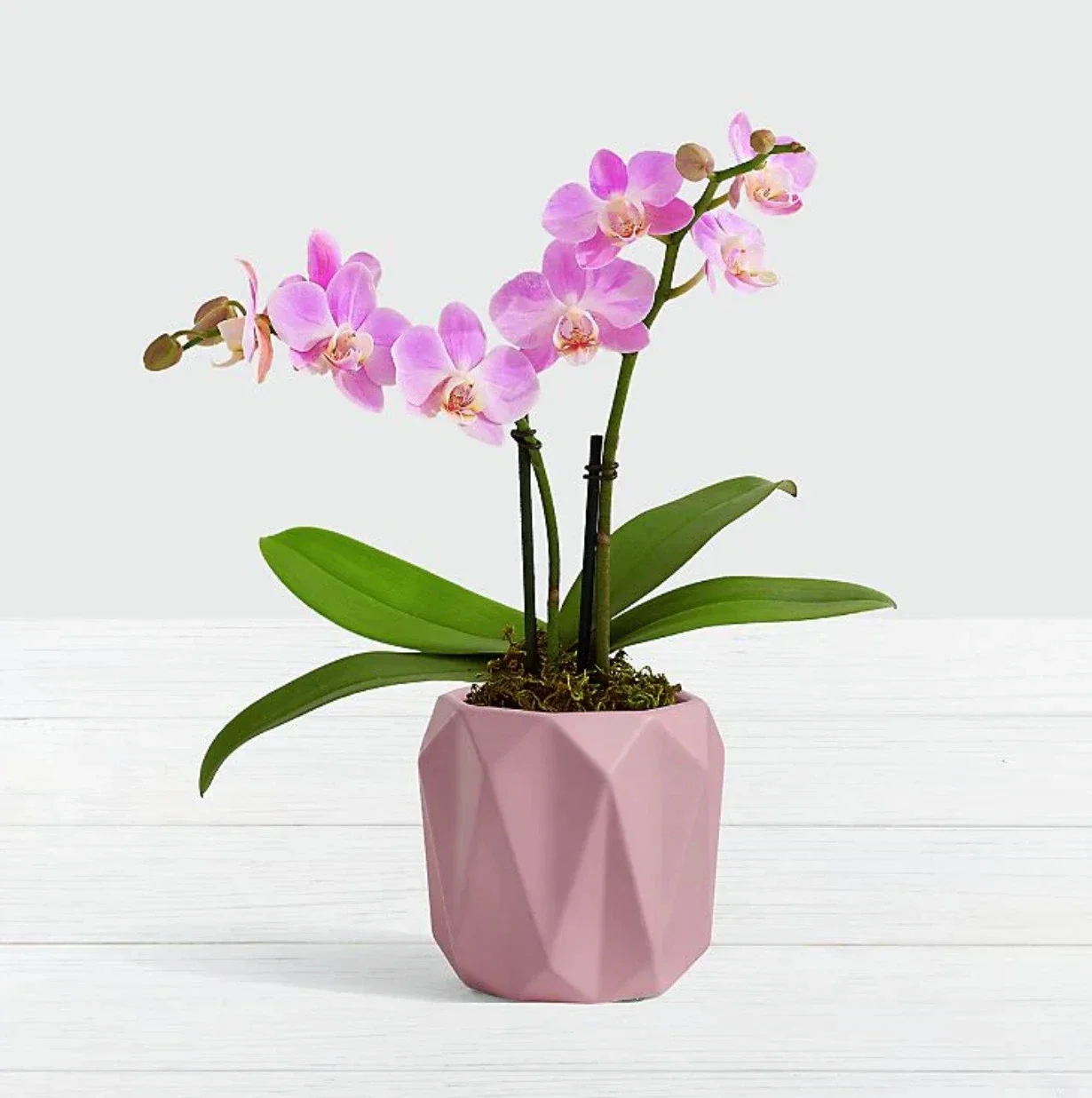 Orchid Pink Gin Miniature Phalaenopsis
