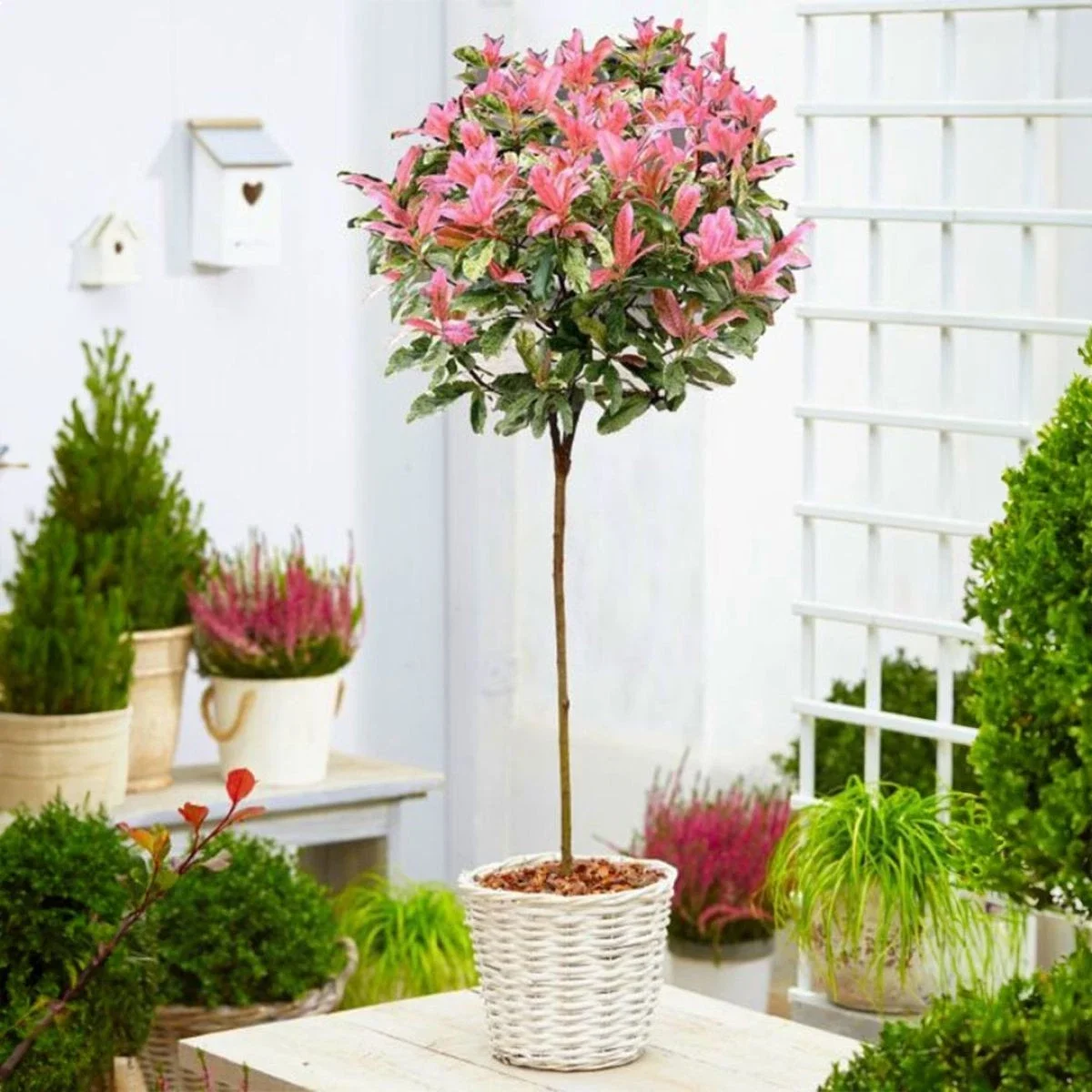 Photinia Serratifolia Pink Crispy New Plant - 3Ltr Pot