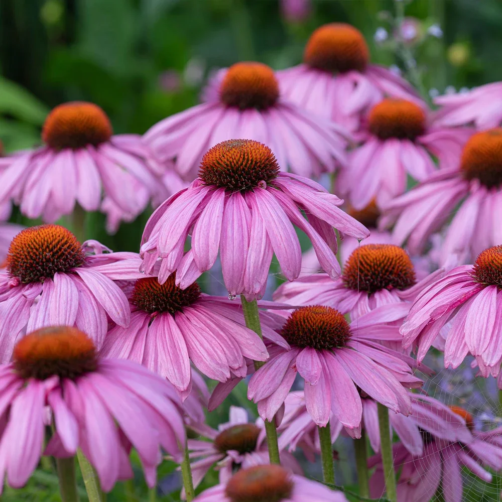 Echinacea_Magnus_0014155__20261.webp