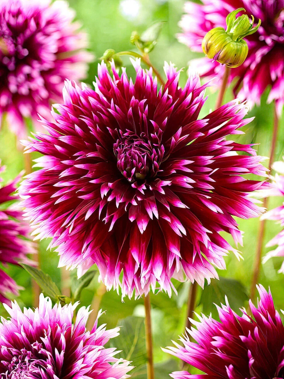 Dahlia Alauna Clair-Obscur - 3Ltr Pot