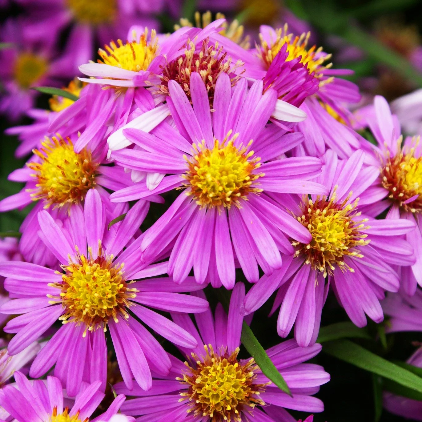 Aster_Woods_Pink_2-copy.jpg