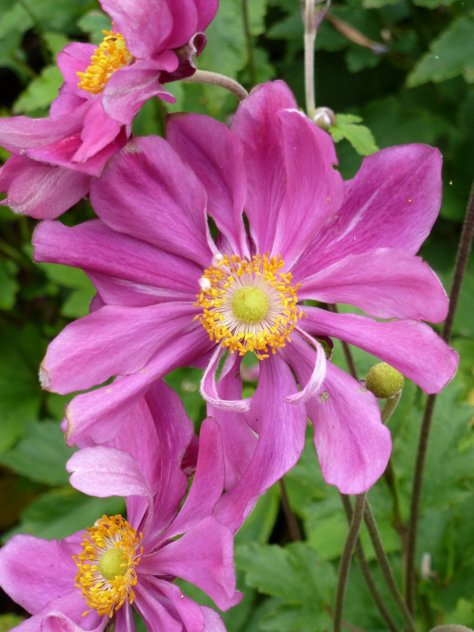 anemone_prinz_heinrich_11-1-scaled.jpg