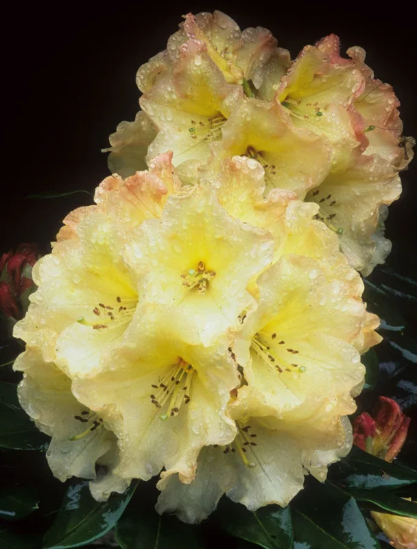 Horizon-Monarch-Rhododendron-Plant-Yellow-Flowers-1-Gallon-Pot-Garden-Rhododendron-0.webp