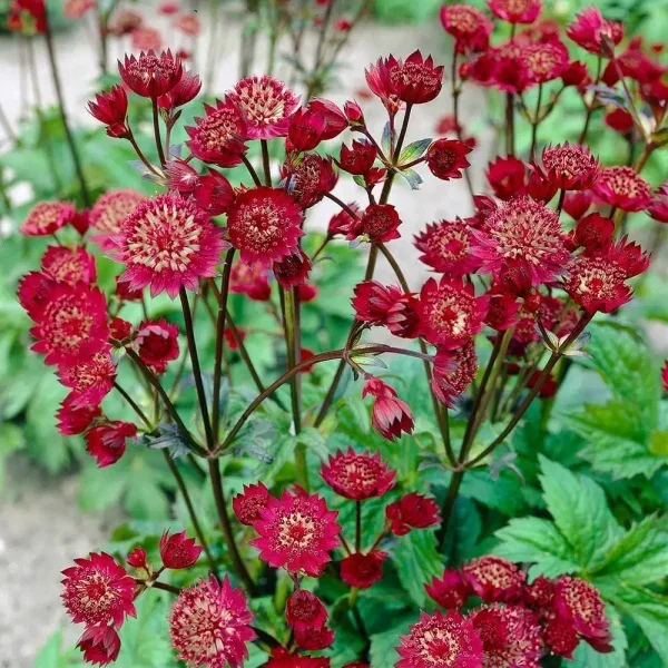 Astrantia-Red-600x600.webp