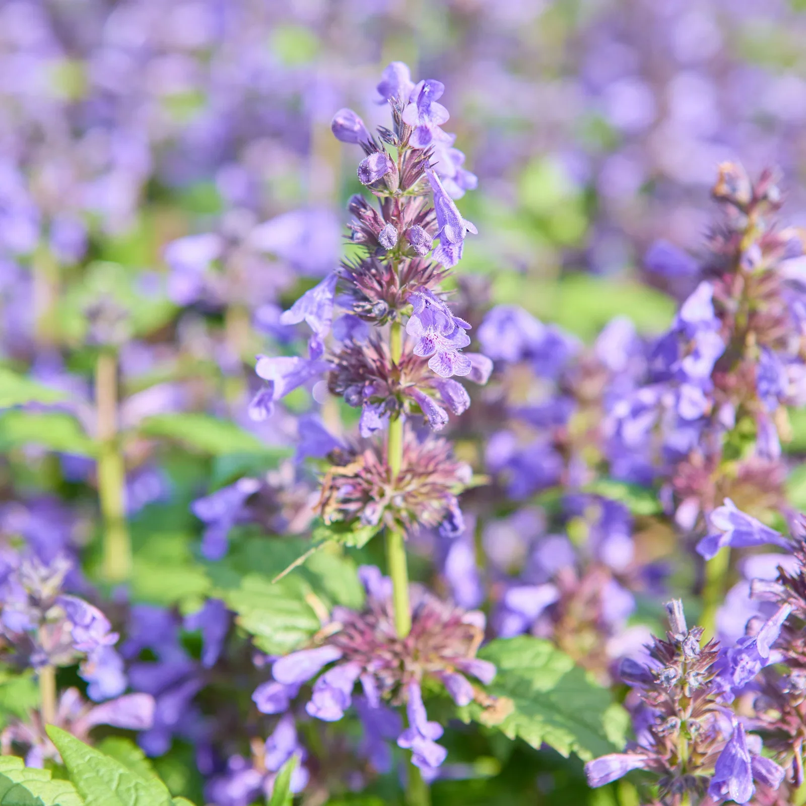 Nepeta-kubanica-Neptune-225772-467.webp