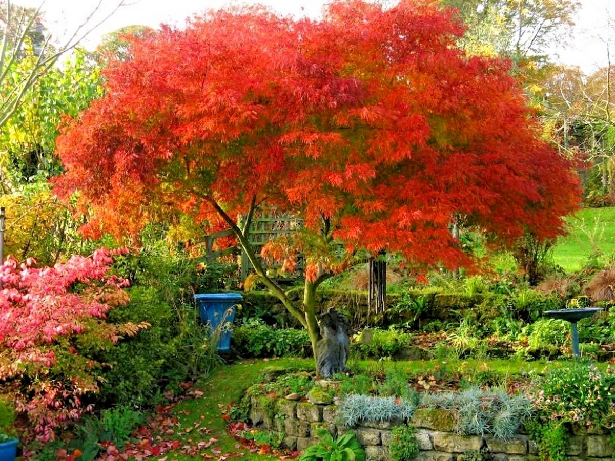Acer Dissectum Palmatum Laceleaf Japanese Maple - 3Ltr Pot