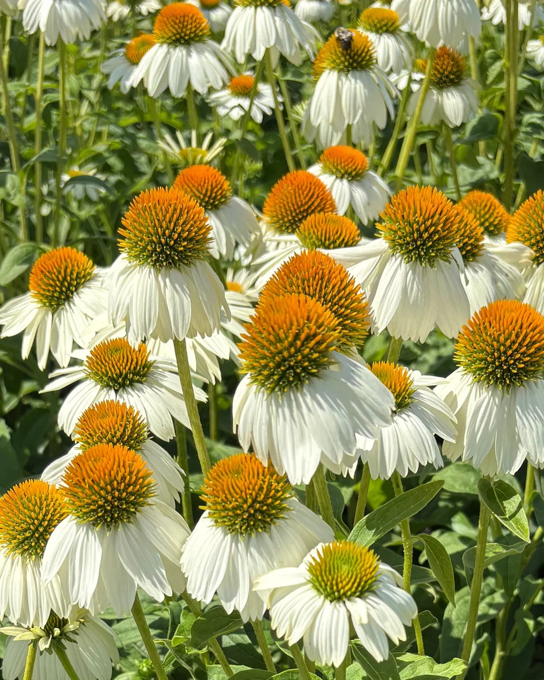 Echinacea_PowWow_White_1.webp