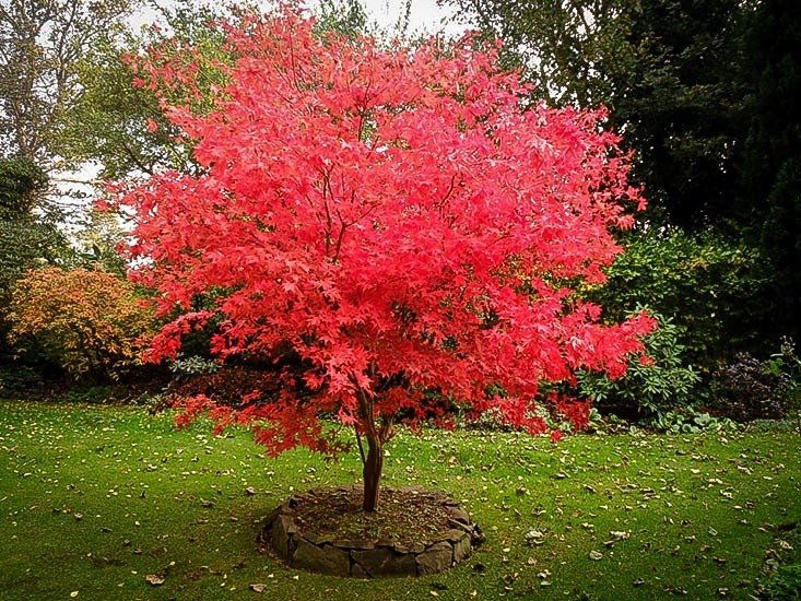 japanese-maple-osakazuki-2.jpg